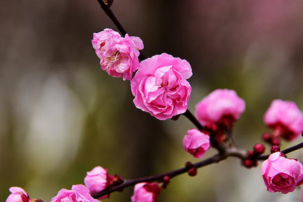 梅花10月份就开花正常吗