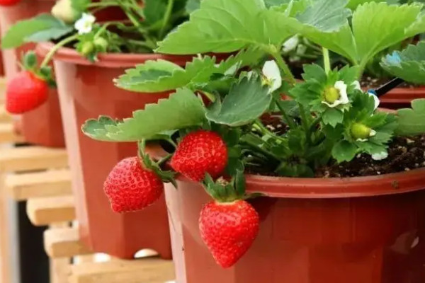草莓不出花蕾怎么办