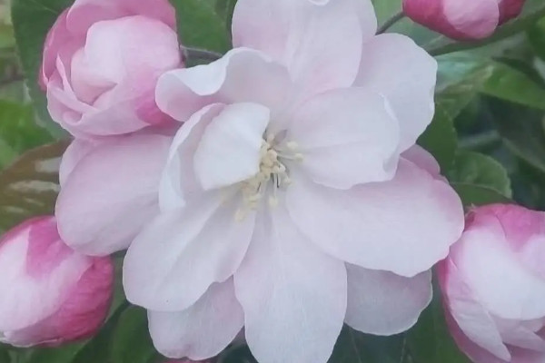 花苞开放的过程