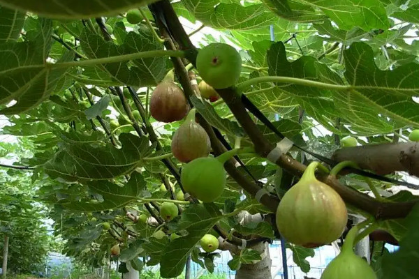 无花果是裸子植物还是被子植物