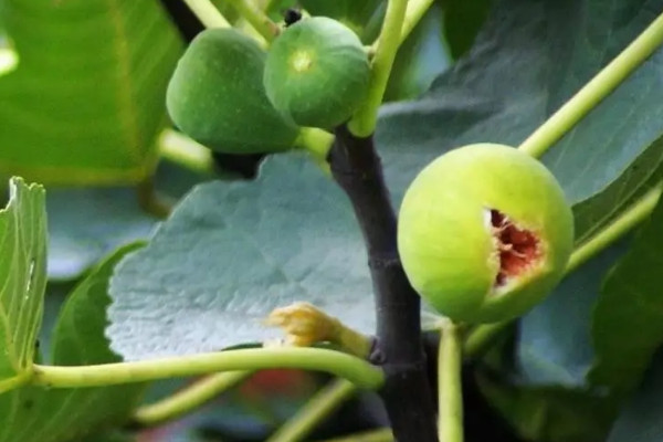 无花果是裸子植物还是被子植物