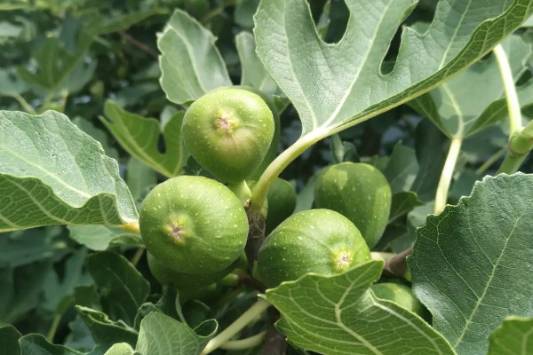 无花果是裸子植物还是被子植物