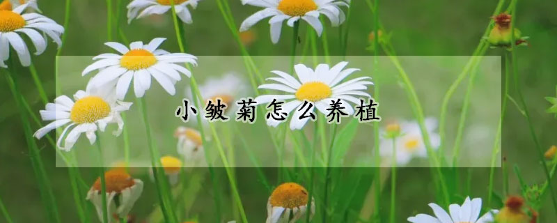 小皱菊怎么养植