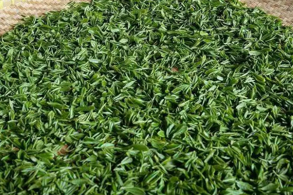 南京雨花茶是什么茶,南京雨花茶属于哪类茶