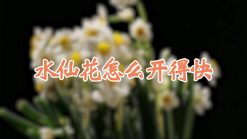 水仙花怎么开得快