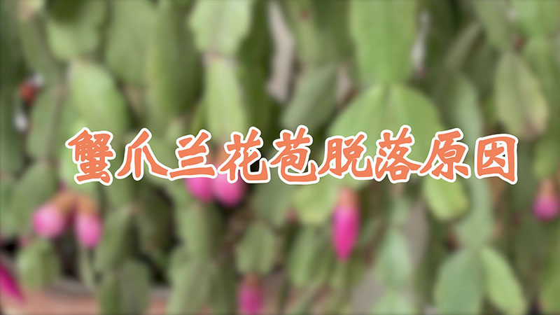 蟹爪兰花苞脱落原因