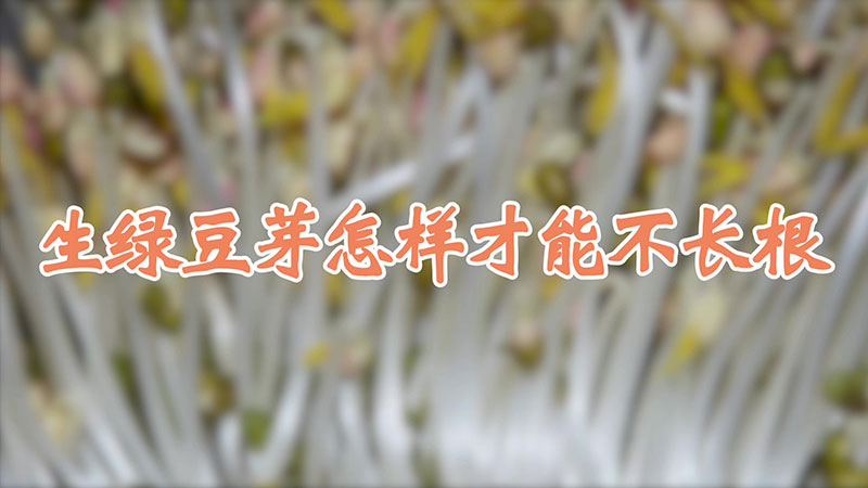 生绿豆芽怎样才能不长根