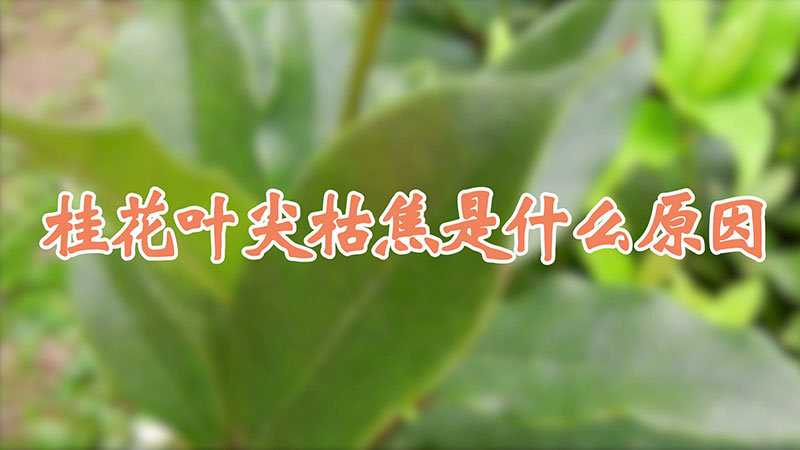 桂花叶尖枯焦是什么原因