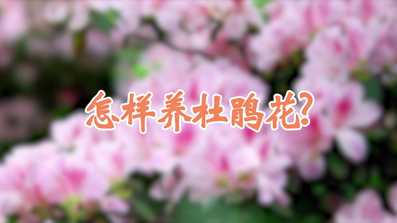 怎样养杜鹃花?