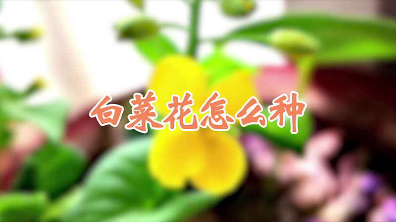 白菜花怎么种