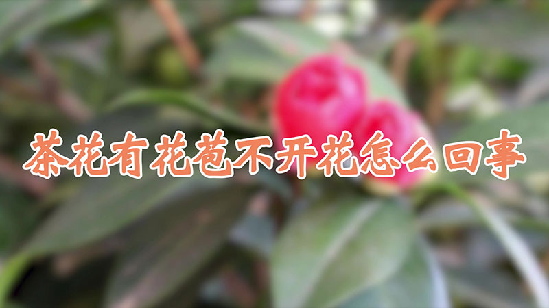 茶花有花苞不开花怎么回事