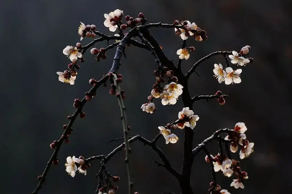 梅花枝怎么用水养