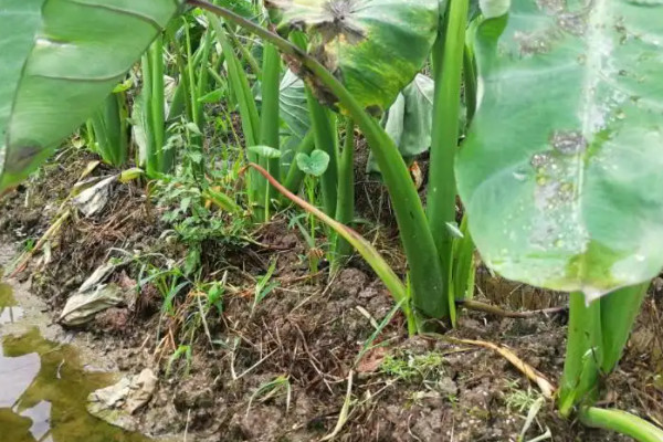 槟榔芋的种植与管理技术