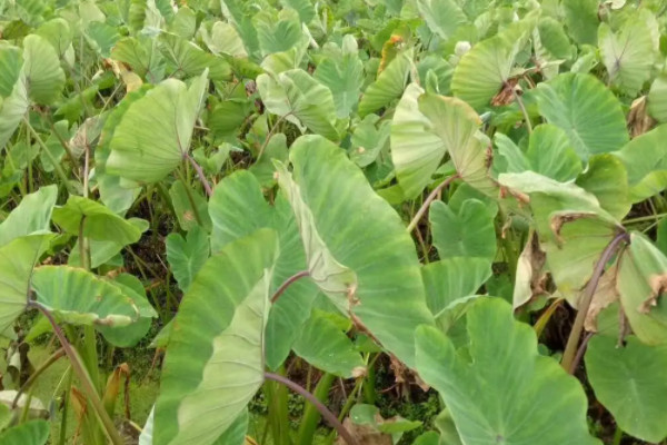 槟榔芋的种植与管理技术