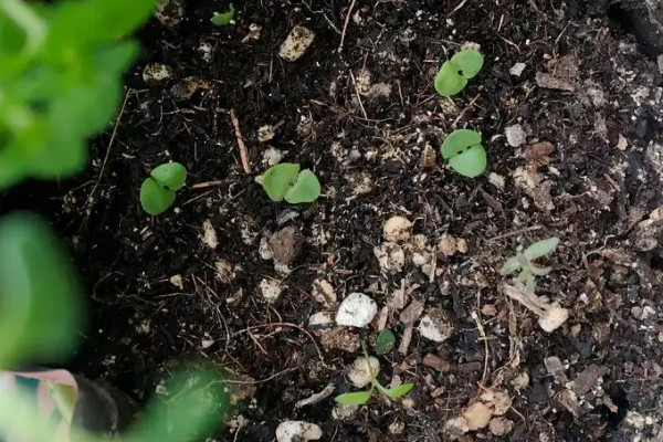 龙牙菜种植技术