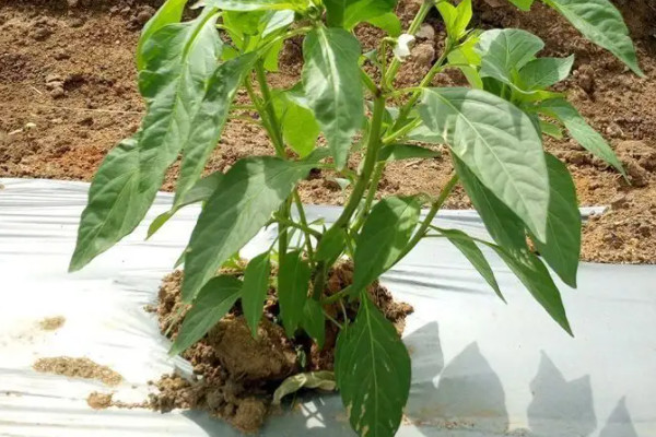 龙牙菜种植技术