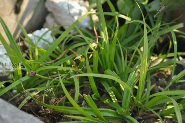 高丹王草种植技术