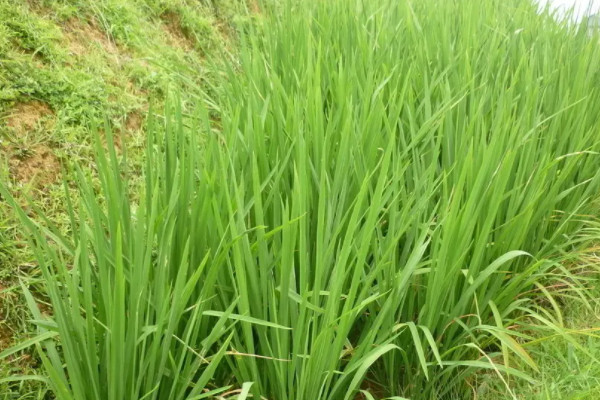 高丹王草种植技术
