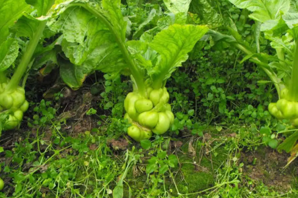 榨菜种植技术与种植时间