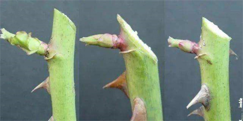 花怎么醒?6个技巧教你正确醒花