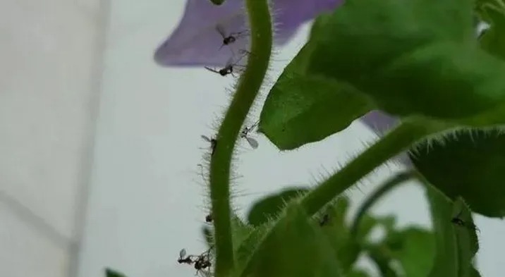 养花有小飞虫怎么处理