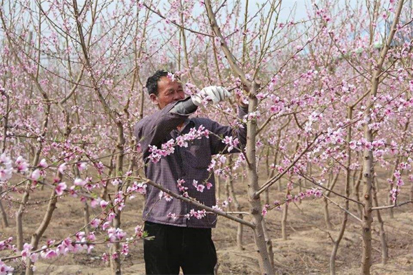 桃树的种植技术