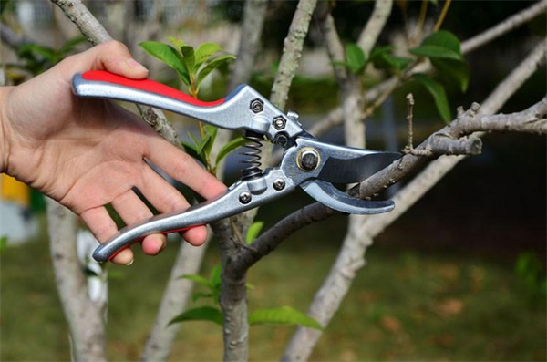 桃树怎样修剪枝条