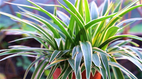 吊兰怎么移植 吊兰移植教程