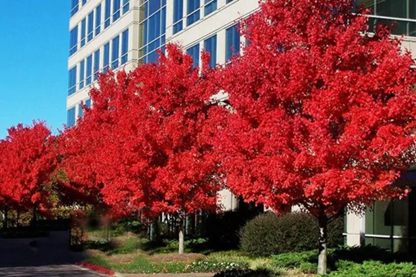 美国红枫树叶发黄枯萎是什么原因