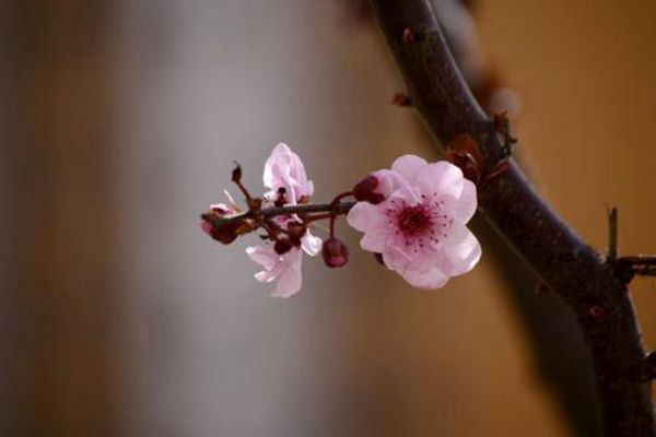 美人梅夏季养护方法