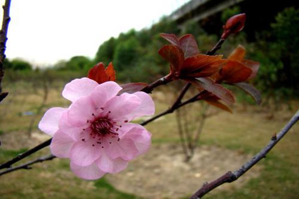 美人梅夏季养护方法