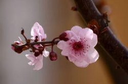 美人梅夏季养护方法