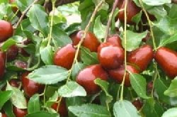 枣树的种植与管理技术