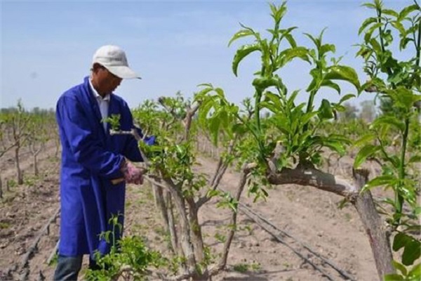 枣树什么时候种植最好