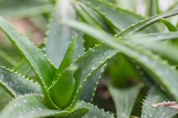 芦荟的种植与栽培技术