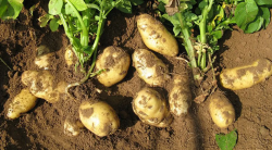 2022土豆如何种植能高产 高产种植技术和管理
