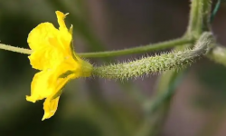 黄瓜开雄花后多久开雌花 黄瓜只开雄花怎么办