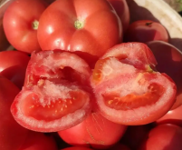 西红柿空心能吃吗 空心原因有哪些