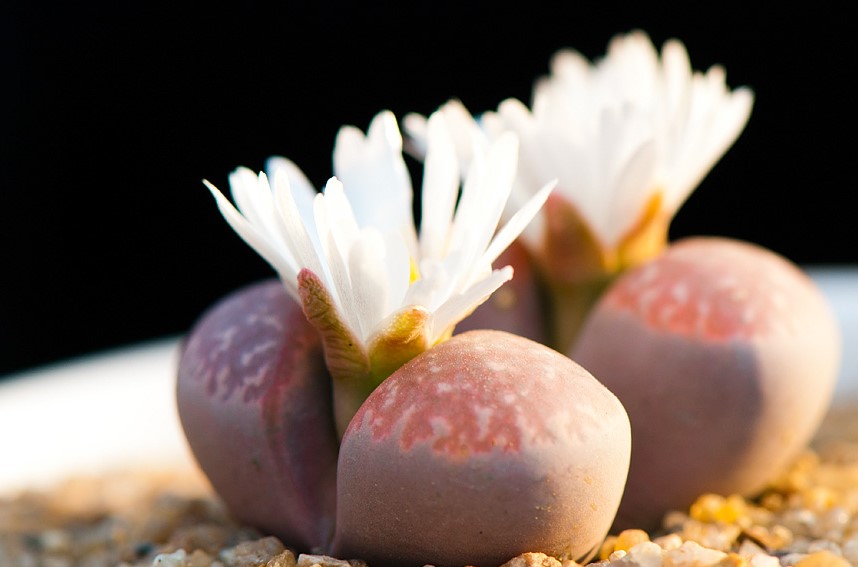 生石花是生物吗？