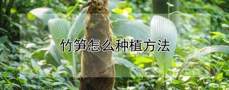 如何种植竹笋？需要注意哪些事项？