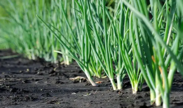 洋葱的种植方法有哪些 洋葱如何施肥