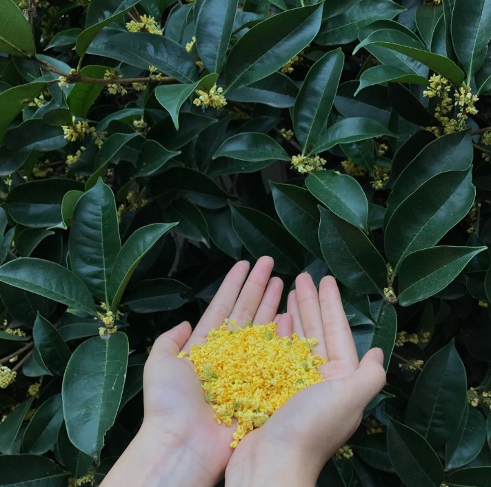 桂花如何食用