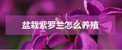 盆栽紫罗兰怎么养殖