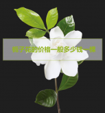 <b>今日栀子花的价格一般多少钱一棵</b>