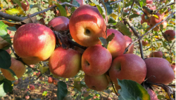 山地苹果种植技巧