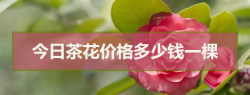 <b>今日茶花价格多少钱一棵</b>