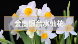 <b>金盏银台水仙花</b>