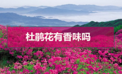 <strong>杜鹃花有香味吗</strong>