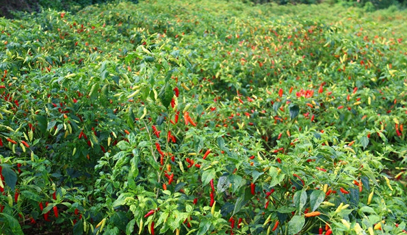 2022辣椒栽培对土壤的要求有哪些