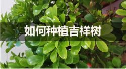 如何种植吉祥树